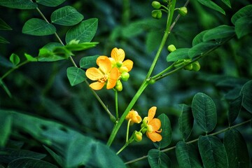 yellow flower in the garden