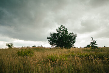 Fototapeta premium Tree in the field with cloudy sky