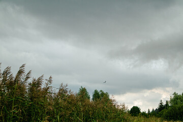Flying bird over the countryside during storm