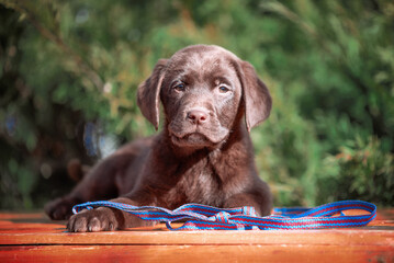 chocolate-colored Labrador puppy lying on an orange wooden surface with a blue-red leash against a...
