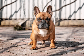 Fototapeta premium male French bulldog sitting on the sidewalk on a sunny day