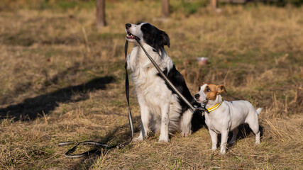 Border collie dog holds a Jack Russell terrier's leash on a walk in the park in autumn. 
