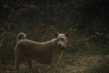 Dog in the Woods