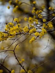 Close-up of Yellow Spring Blossoms on Tree Branches