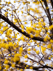 Yellow Blossoms on Branches - Spring Nature Close-up