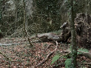 squirrel in the woods