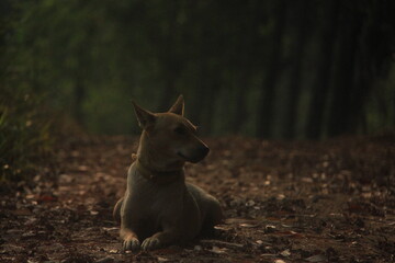 Naklejka premium Brown Dog in the Woods
