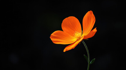 A single orange wildflower swaying gently, its delicate petals illuminated softly, contrasting beautifully against the pitch-black background.