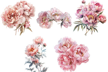 Watercolor Peony Flower Bouquets, Soft Pink and Blush Floral Arrangements, Hand-Painted Botanical Illustrations