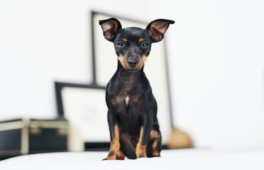 Home, dog and pinscher in portrait for rest, comfortable and cozy for wellness with unique pet on...
