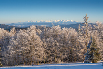 Zimowy pejzaż z pięknie ośnieżonym lasem na pierwszym palnie i Tatrzańskimi szczytami w tle.