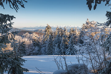Zimowy pejzaż z pięknie ośnieżonym lasem na pierwszym palnie i Tatrzańskimi szczytami w tle.