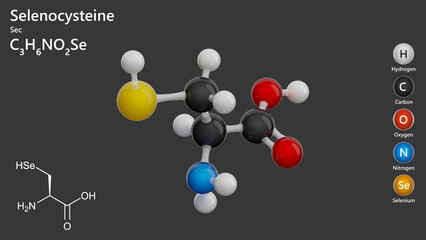 Molecule of Selenocysteine (C3H6NO2Se), is an amino acid, crucial for synthesizing selenoproteins. It is incorporated into proteins via a specialized mechanism. Gray background. 3D rendering.