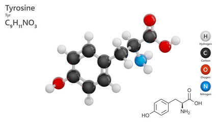 Molecule of Tyrosine (C9H11NO3) is a non-essential aromatic amino acid derived from phenylalanine. It plays a crucial role in synthesizing neurotransmitters. White background. 3d illustration