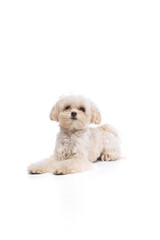 Cute charming Maltese dog, lying and looking at camera peacefully, calmly against white studio background. Concept of grooming cervices and veterinaries, pet lovers, friendship.