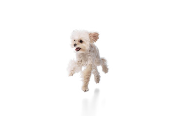 Playful Maltese running with joy and happiness against white studio background. Dog looks healthy and well-groomed. Concept of grooming cervices and veterinaries, pet lovers, friendship.
