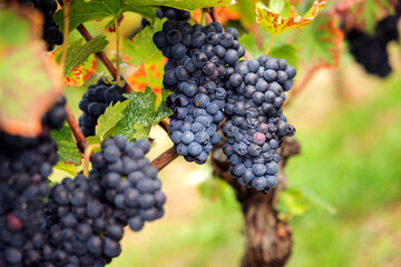Close-up blue grapes, ripe and ready to harvest. Assmanshausen, Rheingau in Germany. Vineyard, steep slope, wine farmland.