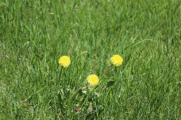 three dandelions in bloom against thick green grass