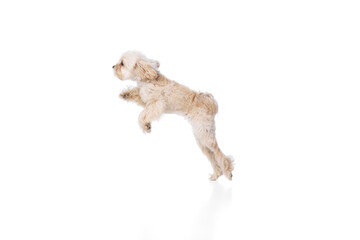 Leaping of happiness. Funny, purebred, furry Maltese jumps in mid-air against white studio background. Concept of grooming cervices and veterinaries, pet lovers, friendship.