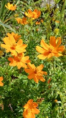 orange flowers background