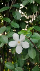 white flowers of a tree