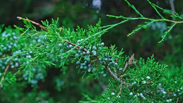 Branches of Coniferous Evergreen Eastern Red Cedar Virginian Juniper Covered in Unripe Berries