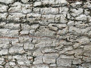 bark of a tree for texture natural background 