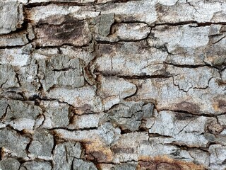 bark of tree