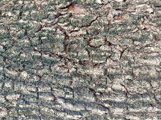 Bark wood background for texture abstract 