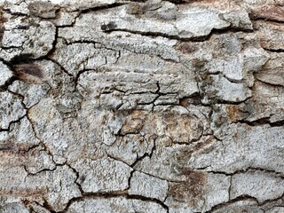 bark of tree