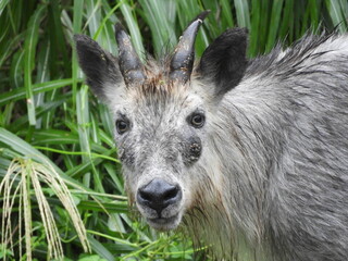 二ホンカモシカ