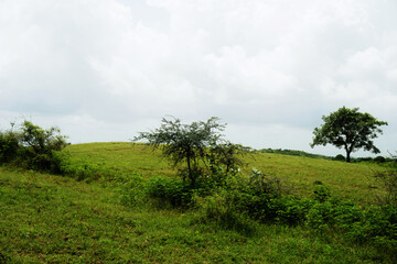 A gentle path that flows through a lush, green expanse, with trees positioned on both sides
