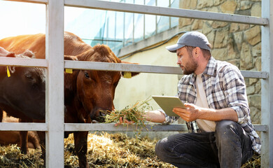 A farmer using a digital tablet feeds hay to a cow at a livestock farm. Low-methane forage for cutting methane emission in cattle and dairy farms.