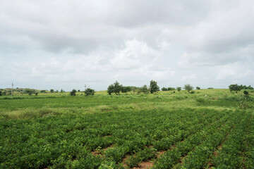 Obraz premium Rich groundnut agricultural land with sweeping hills and power lines beneath a sky filled with clouds