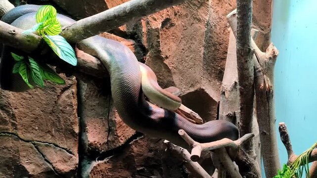 The amethystine python (Simalia amethistina), also known as the scrub python or sanca permata locally, is a species of non-venomous snake found in Indonesia.