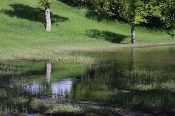 trees and grass reflected in calm pool of flooded spring runoff water