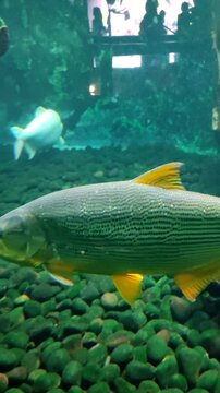 Brycon Hilarii swimming in the aquarium, Piraputanga fishes in cristal clear water of the Salobra river, Bom Jardim Nobres, Mato Grosso, Brazil, South America.