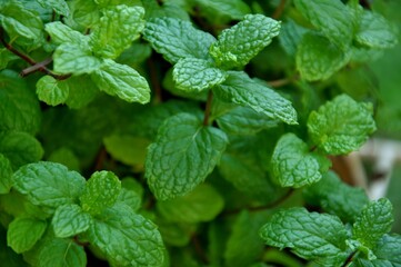 mint leaves in the garden