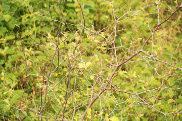 Intricate Web of Thorny Branches Amidst Lush Green Foliage