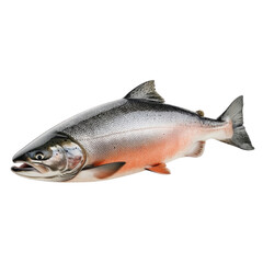 Atlantic salmon with detailed scales on white background for educational display