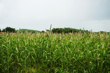 A Dynamic Pearl Millet Landscape Set Against a Dramatic Cloudy Sky