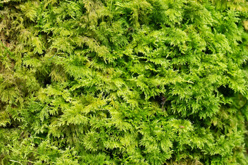 Detailed view of moss on a tree.