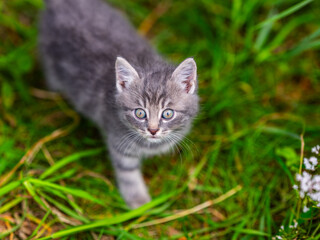 Cute fluffy Norwegian forest cat.