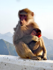 Naklejka premium Monkey Seen with his baby waiting for traveler to get some food.