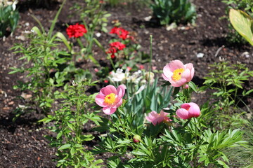 flowers with mauve purple pink petals and gold and red centers