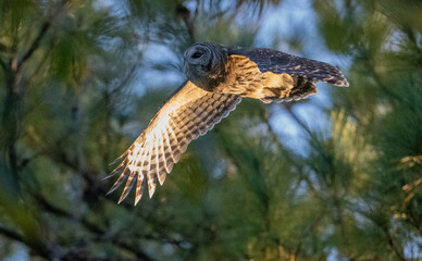 bald eagle and barred owls