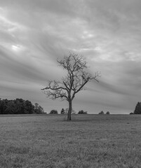 A leafless tree with numerous branches stands alone in the middle of a field against a cloudy sky. Black and white photo