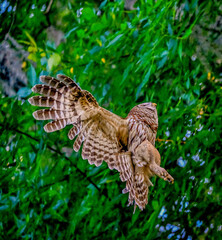 bald eagle and barred owls