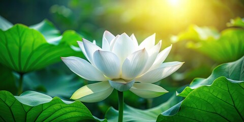 White lotus blossom with green leaves