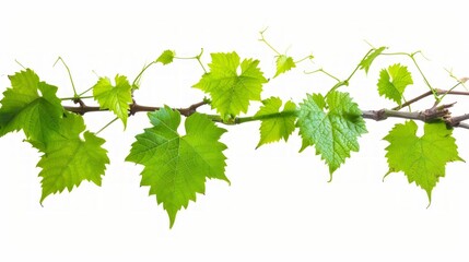 Nature's Serene Embrace: Captivating Vine Leaves in Harmonious Isolation